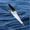 Gannet