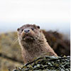 Otter