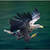 Sea Eagle