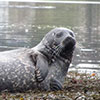 Seal Boat Trip