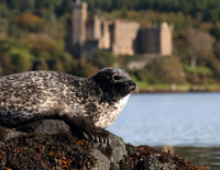 Dunvegan Castle Seal Boat Trips on the Isle of Skye. Dunvegan Castle Seal Boat Trips on the Isle of Skye.