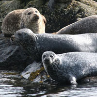 Seaprobe Atlantis Glass Bottom Boat Trips. Isle of Skye. Seaprobe Atlantis Glass Bottom Boat Trips. Isle of Skye.