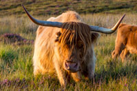 Skye Crofting Skye Crofting