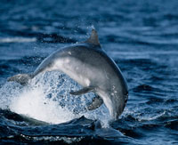 Dolphin Jumping in Portree Bay in Skye. Dolphin Jumping in Portree Bay in Skye.