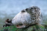 A Common Seal sun bathing on a rock on the Isle of Skye.