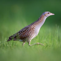 Corncrake on Skye Corncrake on Skye