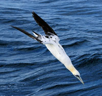 Gannet diving for fish near Staffin on the Isle of Skye. Gannet diving for fish near Staffin on the Isle of Skye.