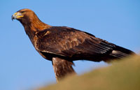Golden Eagle near Dunvegan on the Isle of Skye. Golden Eagle near Dunvegan on the Isle of Skye.
