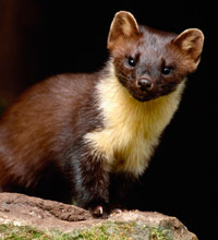 Pine Marten near Kyleakin on Skye. Pine Marten near Kyleakin on Skye.