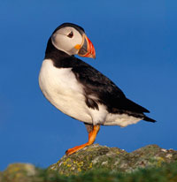 Puffin on the west coast of Scotland.