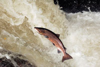 Atlantic Salmon in a Skye river. Atlantic Salmon in a Skye river.