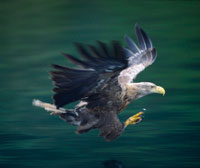 Sea Eagle near Portree on the Isle of Skye. Sea Eagle near Portree on the Isle of Skye.