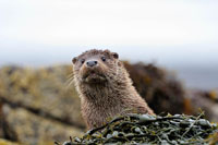 An Otter on the shore by the Isle of Skye. An Otter on the shore by the Isle of Skye.