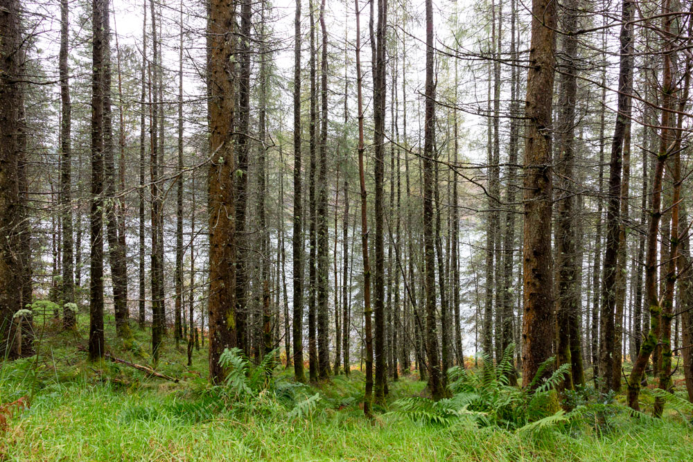 Kylerhea Forest